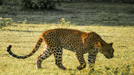Safari en el Parque Nacional de Yala desde el puerto de Hambantota