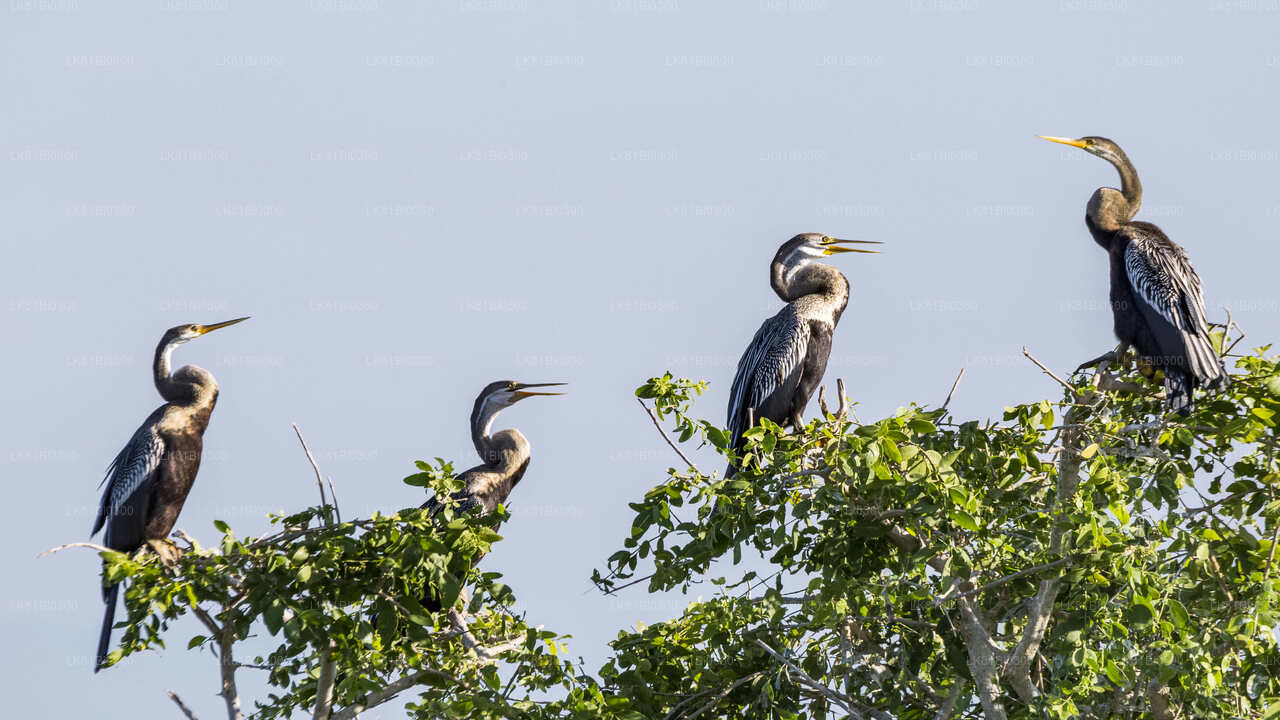 Safari por el Parque Nacional Bundala desde el puerto de Hambantota