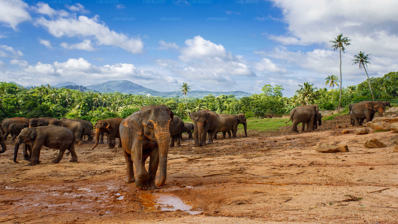 Pinnawala Elephant Orphanage from Colombo Seaport