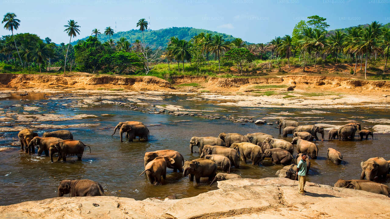 Pinnawala Elephant Orphanage from Colombo Seaport