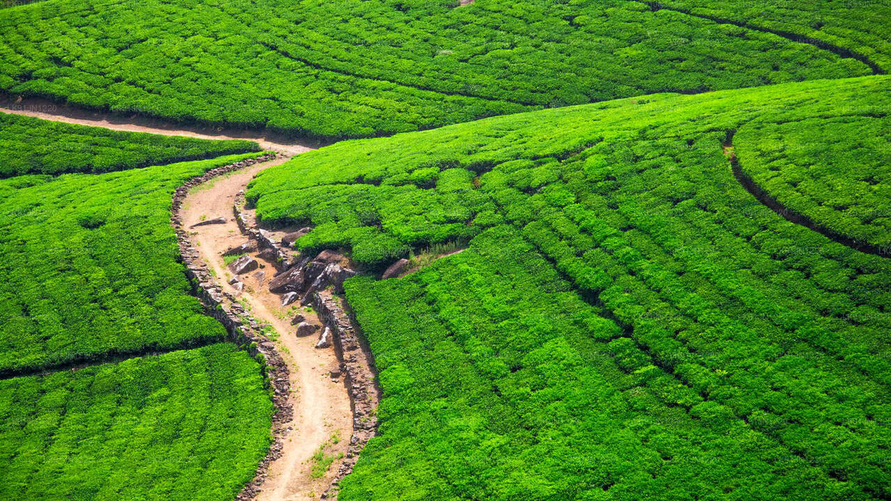 Discover Sigiriya by Helicopter from Hatton