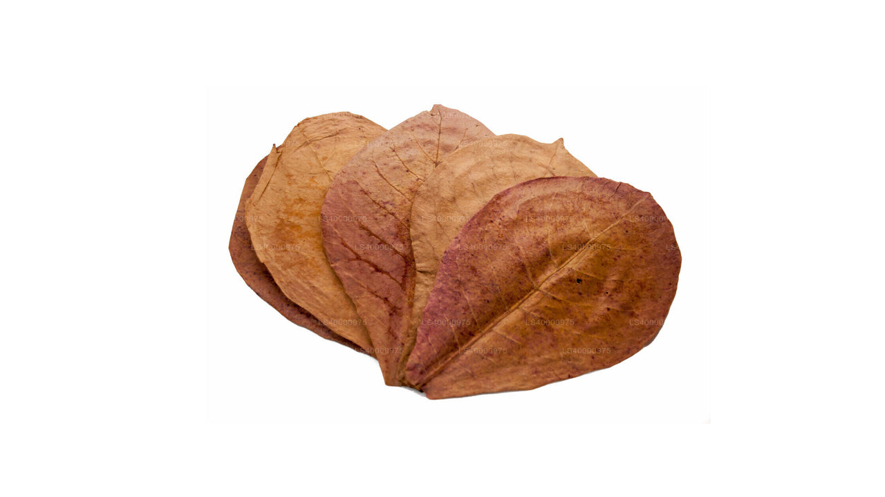 Lakpura deshidratada (Kottan, Kottamba, almendra india) Terminalia catappa 100 hojas (100 g)