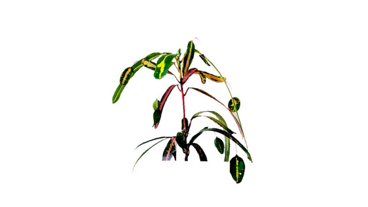 Croton Lakpura Victoria Gold Bell (50 hojas)